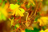 Grasshopper sits on a branch of a bush with flowers.
