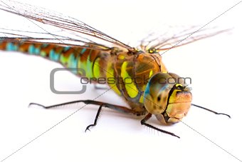 Dragonfly on a white background. Isolate. Close-up.