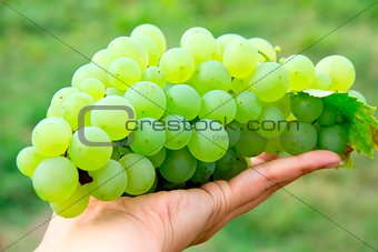 Bunches of white grapes growing in a vineyard in the green leaves.