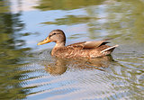Portrait of a female duck on the water 