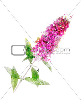 Watercolor Image Of Butterfly Bush 