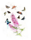 Watercolor Image Of Butterfly Bush