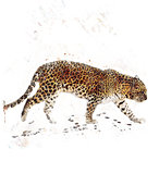Watercolor Image Of Leopard