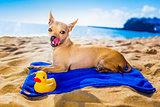 chihuahua summer dog