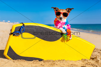 surfer dog 