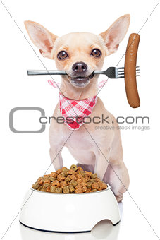 hungry dog 