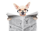 chihuahua newspaper dog