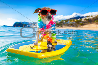 surfing dog 