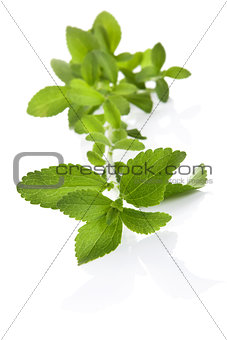 Stevia sugar leaf isolated.