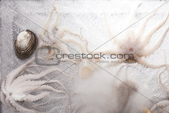 Frozen seafood background.