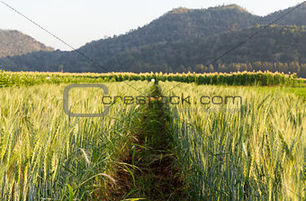 Green barley field