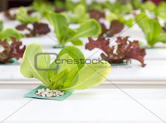 Organic hydroponic vegetable  in greenhouse