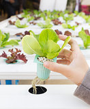 Organic hydroponic vegetable on hand