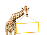 Giraffe with signboard