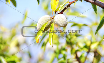 Two almonds on the tree branch 