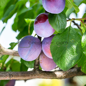 Plums on a tree