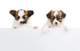 Two Papillon puppies on white background