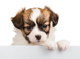 Cute puppy Papillon leans on blank banner