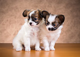 Two Papillon puppies