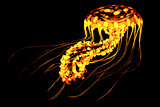 Yellow Red Jellyfish