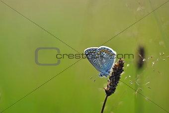 Polyommatus icarus - blue butterfly on green backround