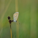 Polyommatus icarus - blue butterfly on green backround