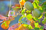 ripe walnut on a tree