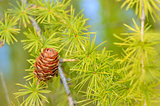 Pine cones on branch