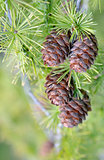 Pine Cone And Branches