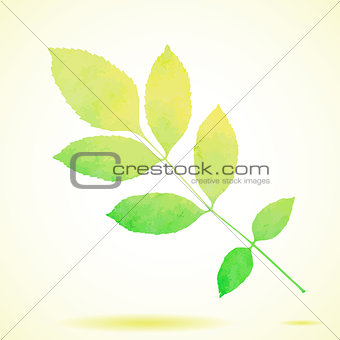 Green watercolor painted vector ash tree leaf