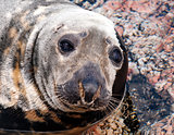 Seal (Pinnipeds, often generalized as seals)