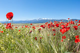 Poppies field