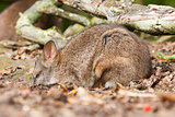Sleeping parma wallaby