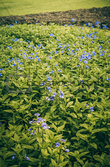violets flowers field vintage
