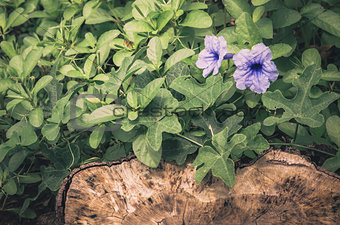 Ruellia tuberosa flower vintage