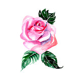Watercolor flowers - pink rose, vector