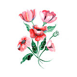 Watercolor flowers - red poppies with leaves, vector