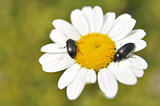 Bugs on flower