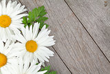 Daisy camomile flowers on wooden background
