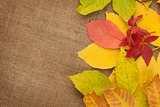 Autumn leaves over burlap texture background