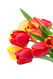 Fresh colorful tulips bouquet