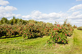 An apple orchard