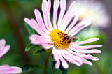 Flower and honeybee