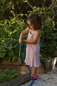 Young girl watering the vegtable garden