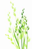 grass vector illustration / colored silhouette