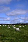 field of bales ii