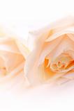 Delicate beige roses