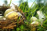Nest in the grass with eggs