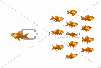 Wondering goldfish