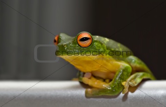tree frog on metal